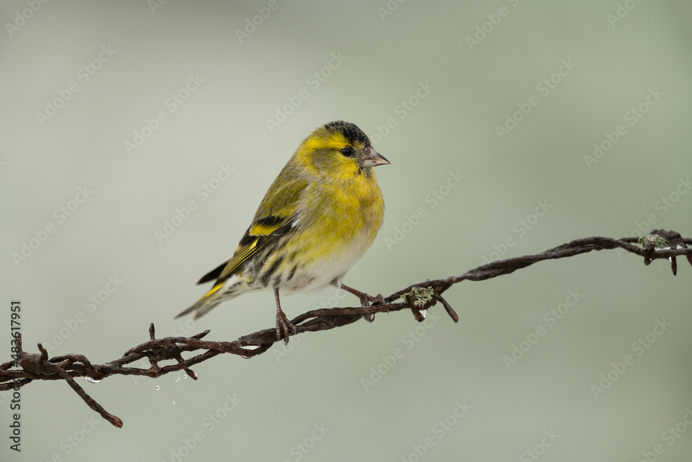 Eurasian siskin sitting on a barbed wire fence