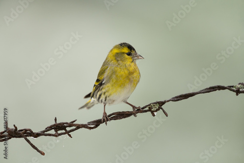 Eurasian siskin sitting on a barbed wire fence