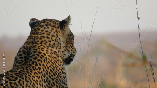 Looking over the savanna