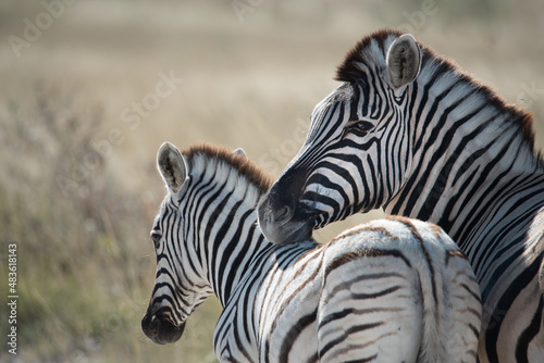 Seitenprofil eines wilden Zebras mit Fohlen in Etoscha  Namibia  dunklere Version 