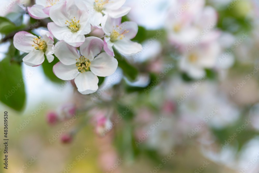 Obraz premium Blurred abstract background with apple flowers in the foreground. Spring concept.