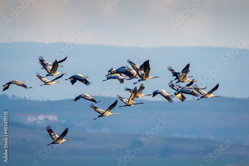 Common crane - Grus grus