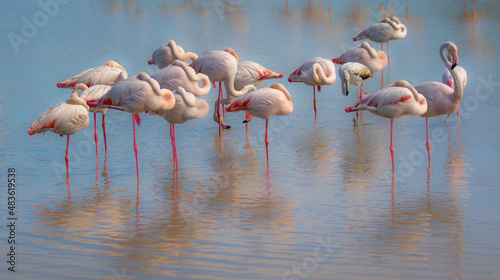 Bild auf Leinwand Napping flamingos - Phoenicopterus roseus