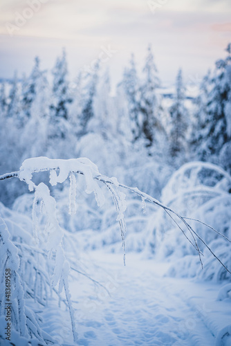 Beautiful snow covered trees. Winter wonderland