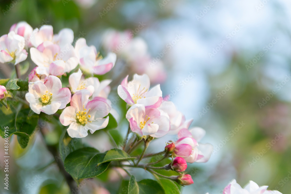 Obraz premium Blurred abstract background with apple flowers in the foreground. Spring concept.