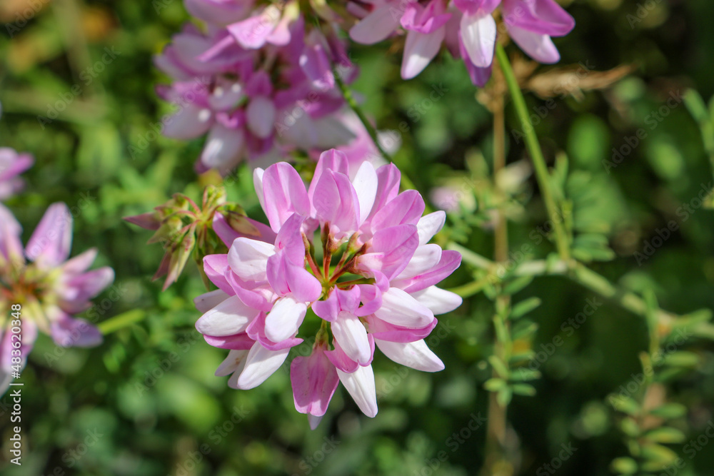 Purple crown vetch (Securigera varia) pink flower close up. Purple crown vetch (Securigera varia) pink flower close up.