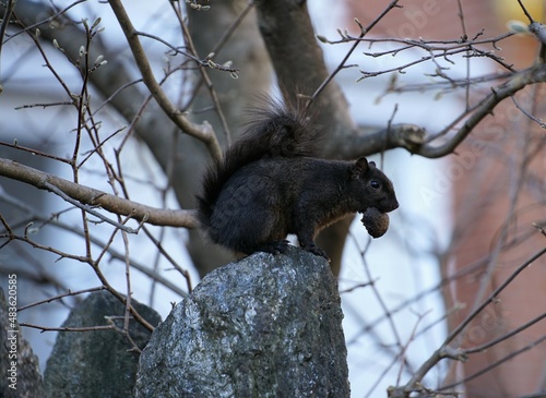 Black squirrel on tree © Vito Natale NJ USA