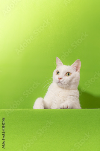 Fototapeta Naklejka Na Ścianę i Meble -  可愛い白猫　グリーン背景