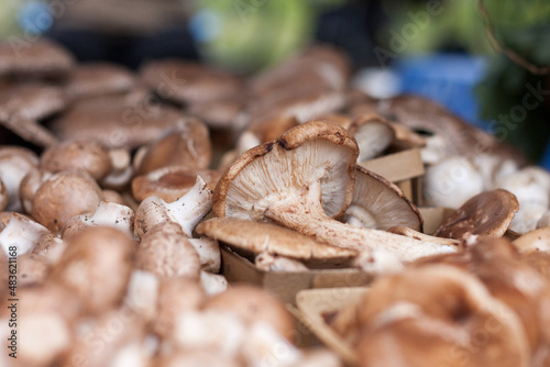 fresh mushrooms at the market