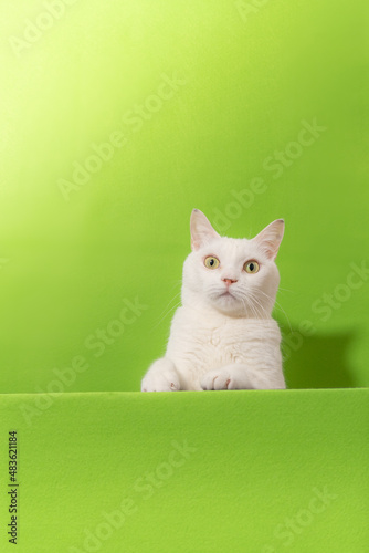 Fototapeta Naklejka Na Ścianę i Meble -  可愛い白猫　グリーン背景