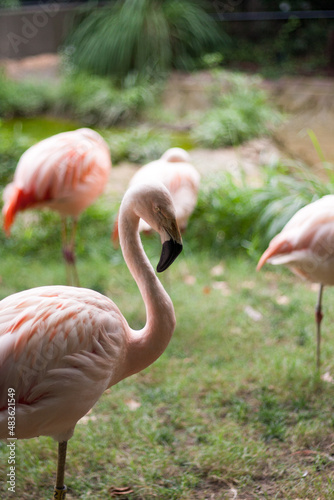 pink flamingos in a zoo