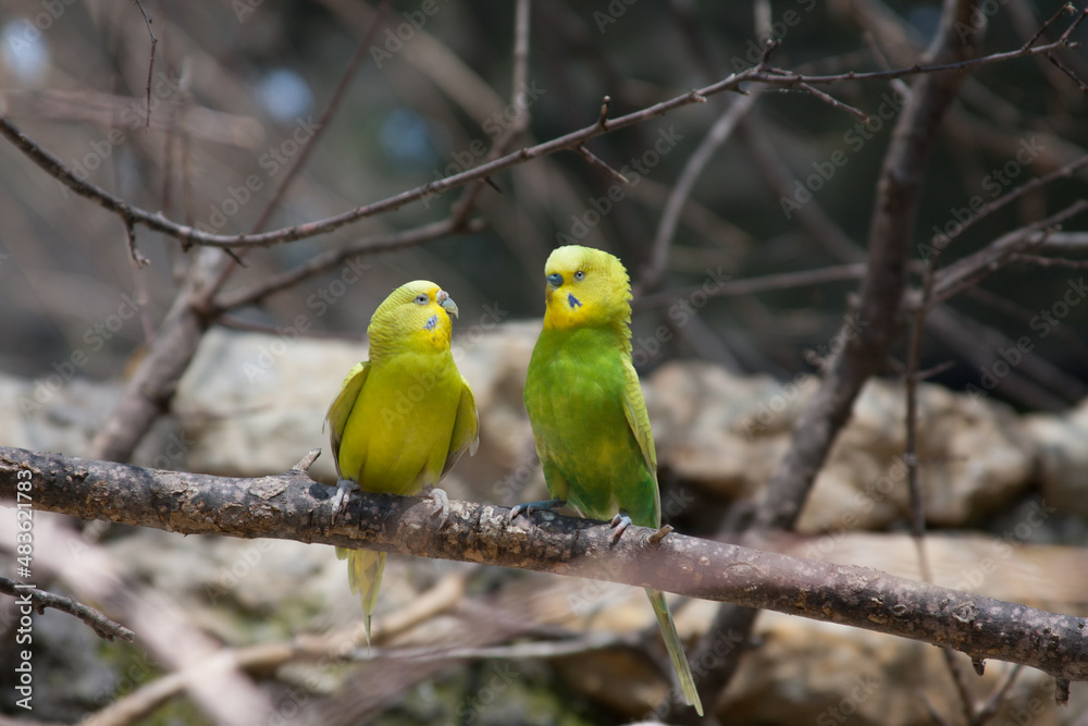 two green and yellow parakeets two green and yellow parakeets