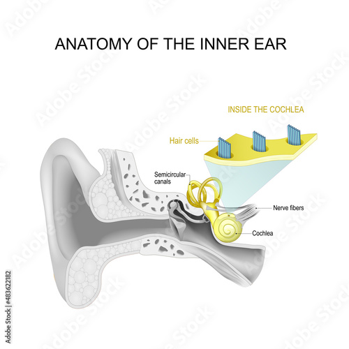 Anatomy of the inner ear. Close-up of Hair cells