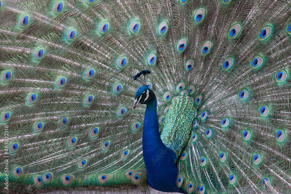 Obraz premium peacock with feathers out