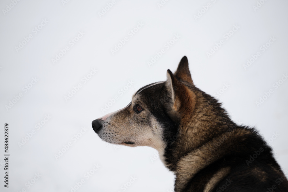 Fototapeta premium Portrait of dog in profile in winter against background of white snow. Artificially bred breed of mestizo. The northern sled dog breed is Alaskan Husky strong energetic and hardy.