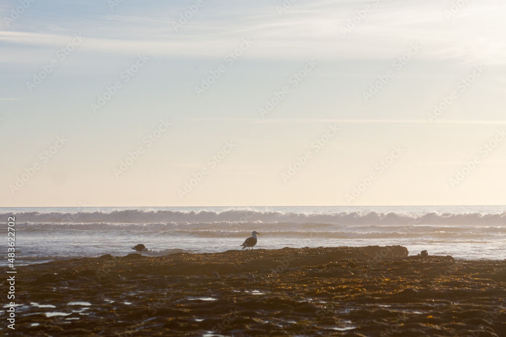 gulls on a rock on the coast