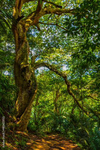 Fototapeta Naklejka Na Ścianę i Meble -  Big tree in natural tropical jungle forest Ilha Grande Brazil.