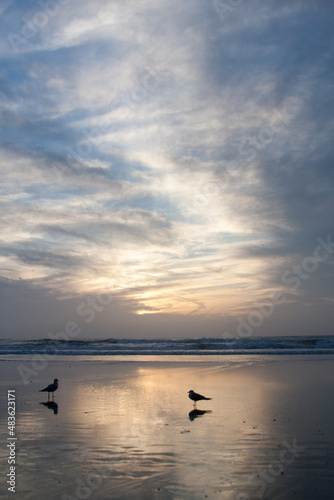 gulls on the beach at sunset