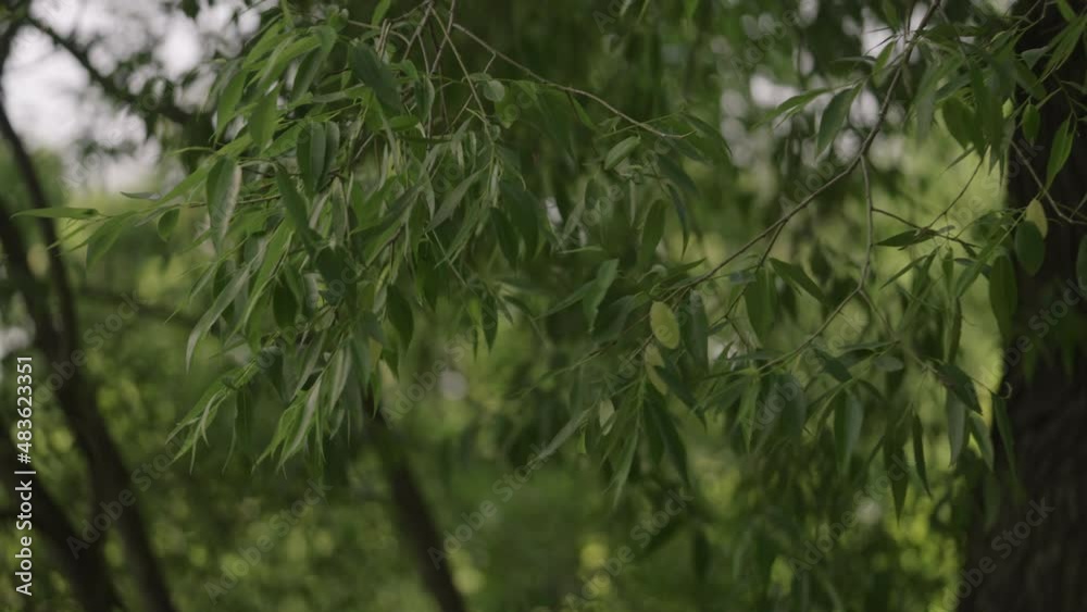 Slow motion salix babylonica branches on a summer day Slow motion salix babylonica branches on a summer day