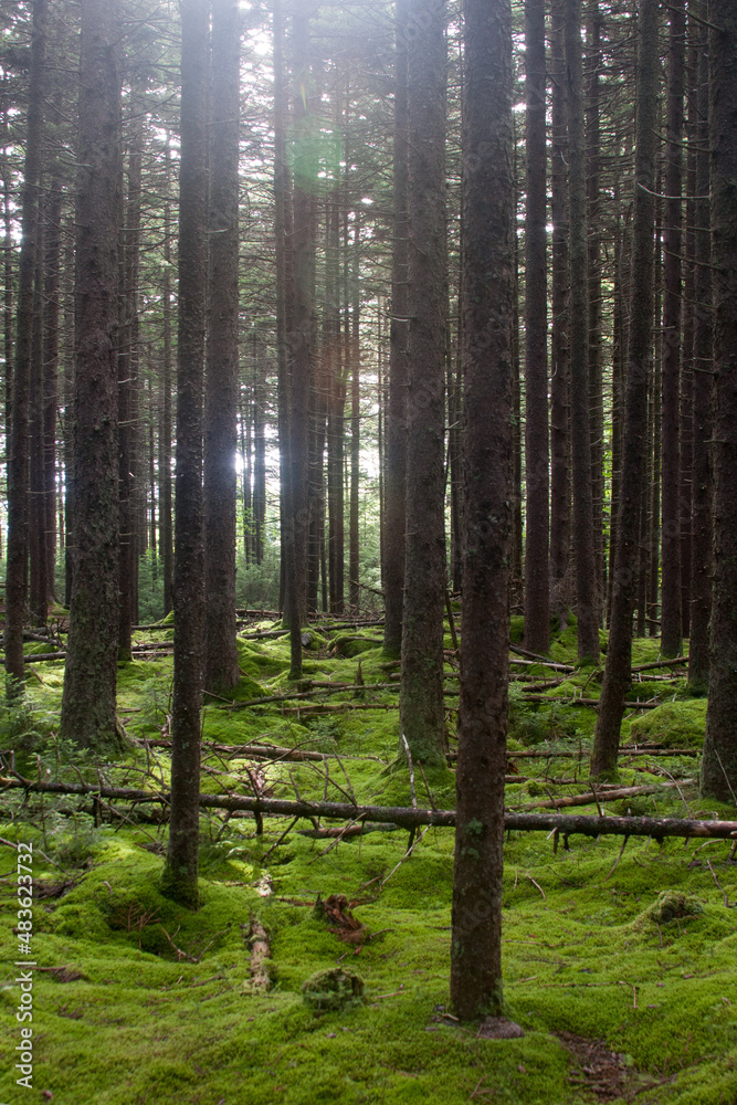 Obraz premium forest with moss