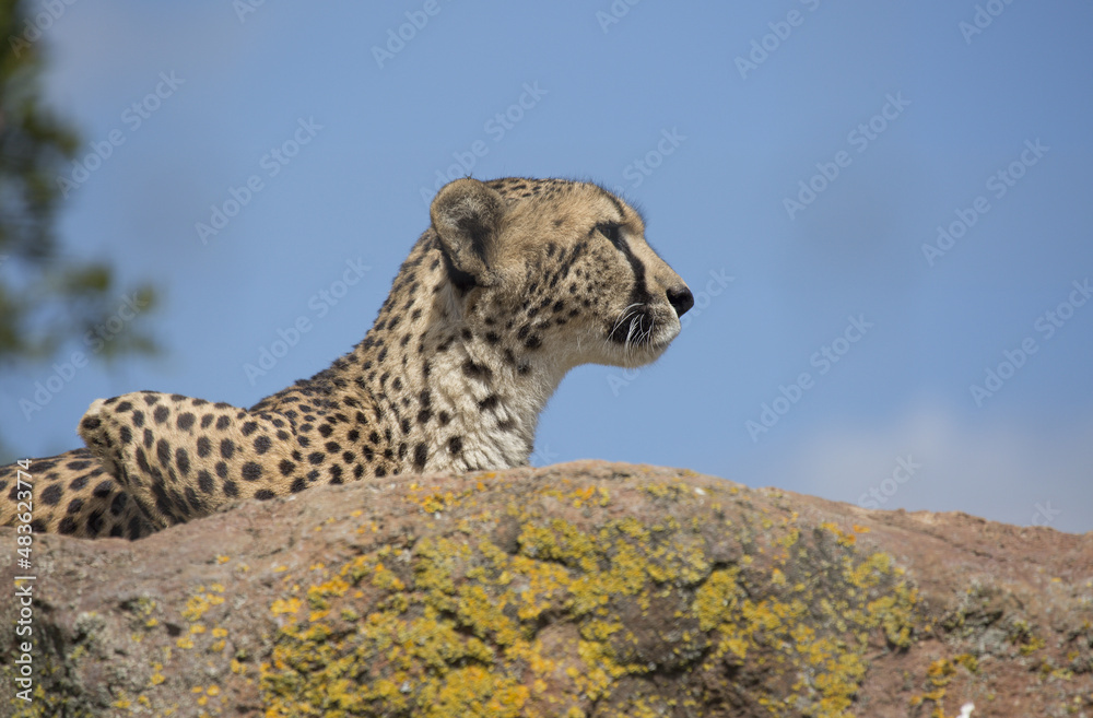 Obraz premium head and shoulders of a African cheater isolated from the blue sky
