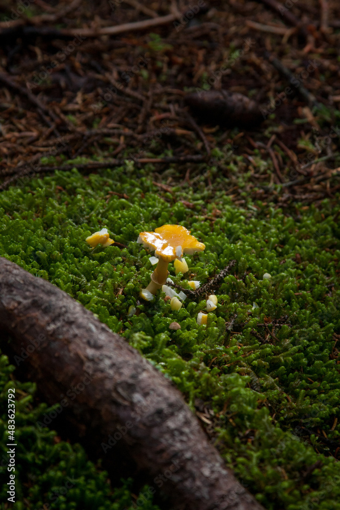 mushrooms with moss in the forest mushrooms with moss in the forest