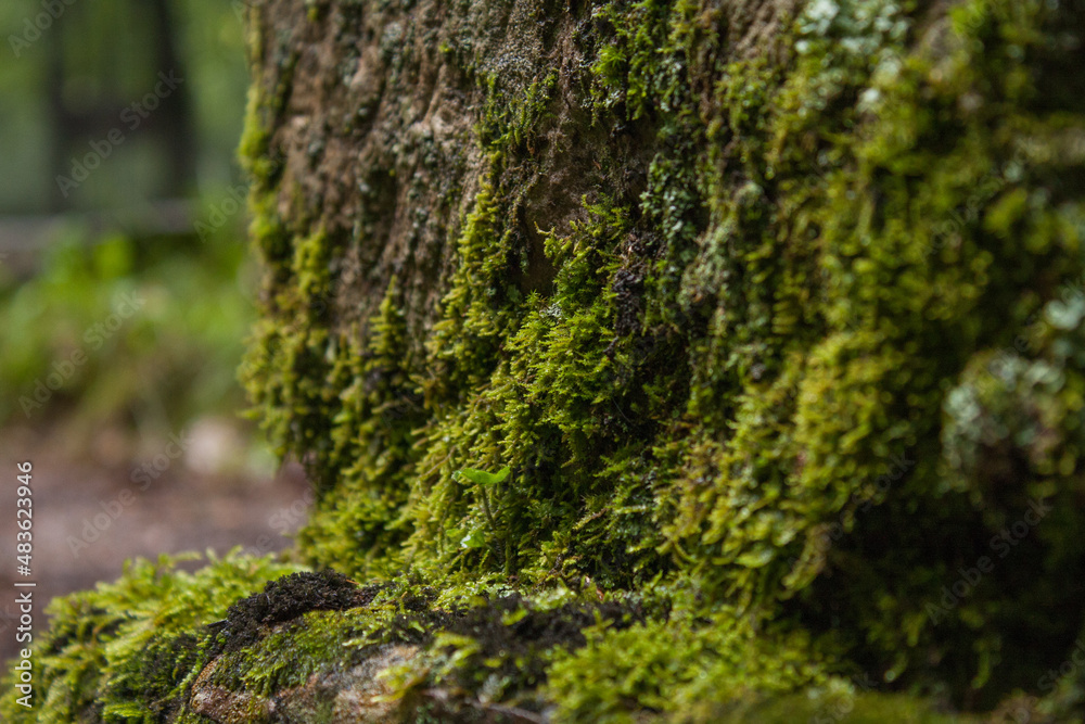 moss on tree