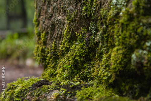 moss on tree © Sally