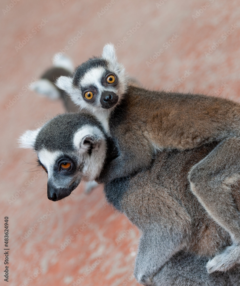 Fototapeta premium Young Catta piggybacked looking funny