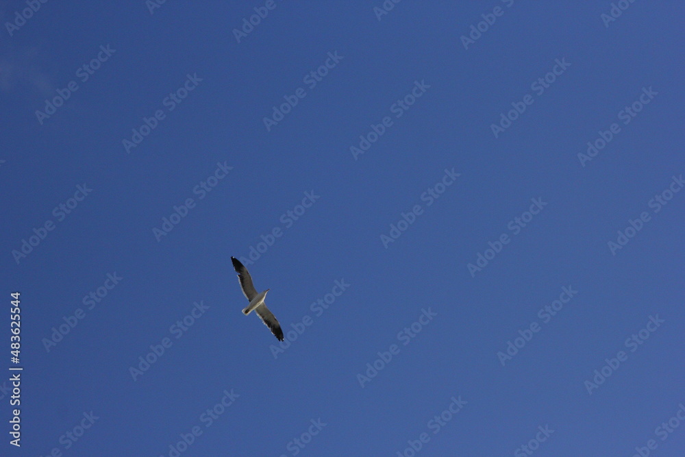 gaviota volando por el cielo azul