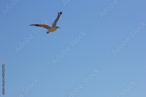 gaviota volando por el cielo azul