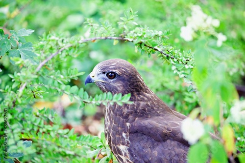 Nahaufnahme Greifvogel im Baum