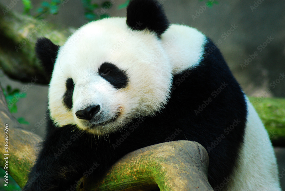 A giant panda bear rests his head on a rock and begins to close his eye to sleep A giant panda bear rests his head on a rock and begins to close his eye to sleep