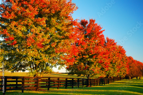 Red autumn foliage explodes in a row of trees on a country lane on a sunny fall day photo