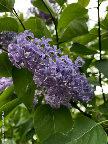 Lilac blossom (Syringa) close-up. Summer day