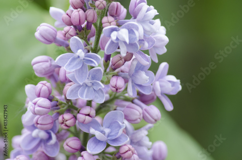 Lilac blossom (Syringa) close-up. Summer day