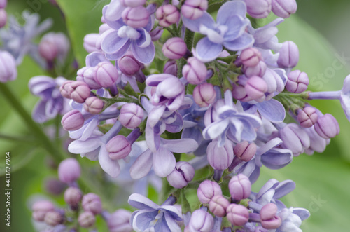 Lilac blossom (Syringa) close-up. Summer day