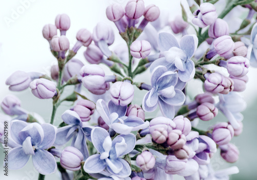 Lilac blossom (Syringa) close-up. Summer day