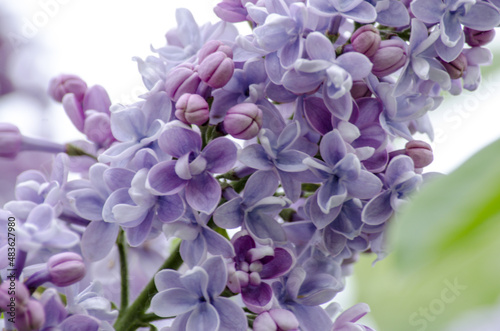 Lilac blossom (Syringa) close-up. Summer day