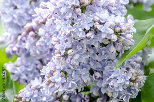 Lilac blossom (Syringa) close-up. Summer day