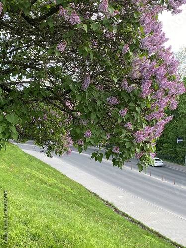 Lilac blossom (Syringa) close-up. Summer day