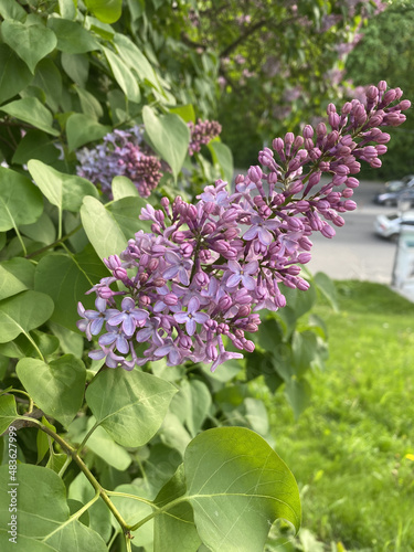Lilac blossom (Syringa) close-up. Summer day