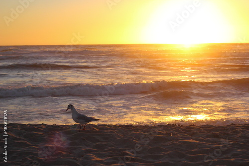 gaviota caminando en la orilla de la playa con el ocaso en el horizonte