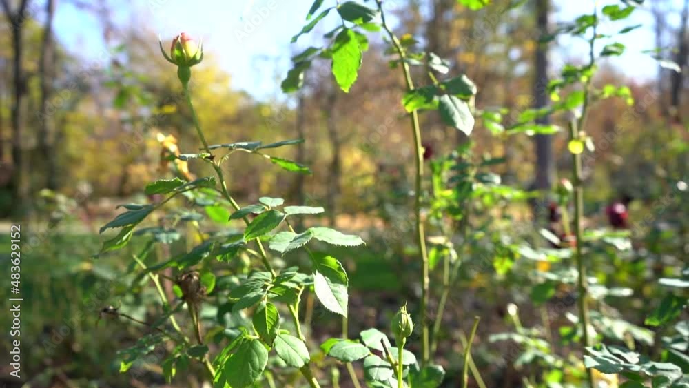 ornamental flowers. video 4 k. outdoor video during the day. ornamental flowers. video 4 k. outdoor video during the day.