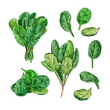 Hand drawn fresh spinach. Set sketches with spinach leaves and spinach bunch.  Vector illustration isolated on white background.