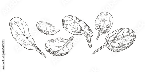 Hand drawn fresh spinach leaves. View from different angles. Vector illustration isolated on white background.
