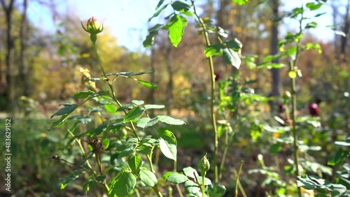 Wallpaper Mural ornamental flowers. video 4 k. outdoor video during the day. Torontodigital.ca