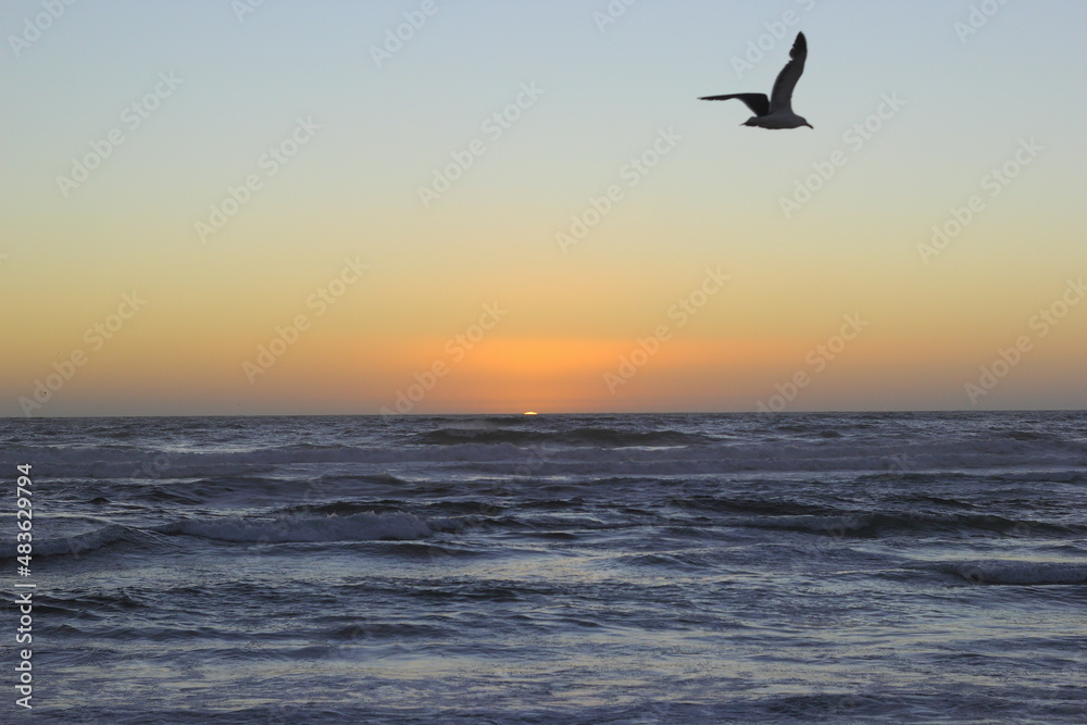 horizonte, ocaso y una silueta de una gaviota volando