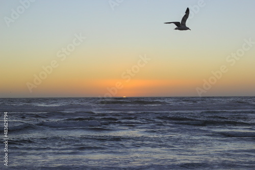 horizonte  ocaso y una silueta de una gaviota volando