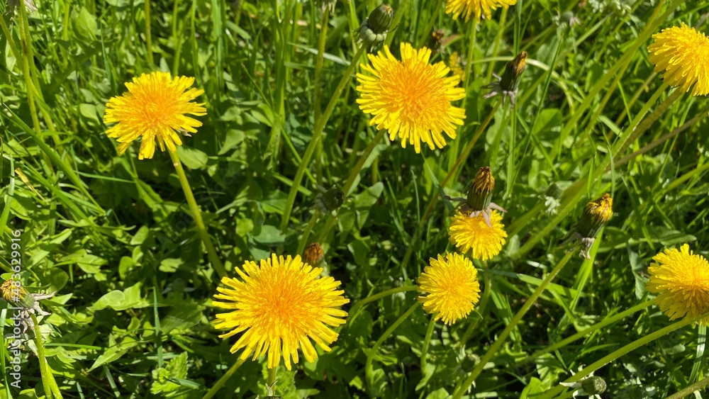Field of flowering dandelions (Taraxacum). Bright spring colors Field of flowering dandelions (Taraxacum). Bright spring colors
